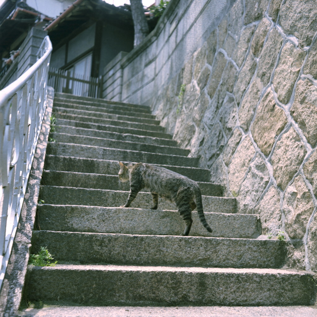 こ、こら！　動くなぁ！！