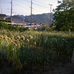 ネギ坊主