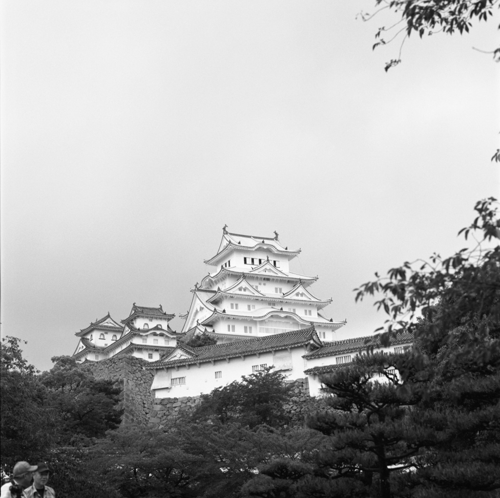 舞い降りた白鷺