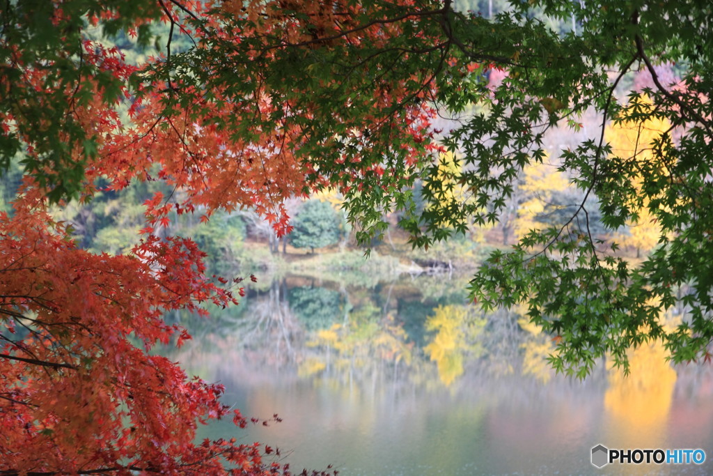 紅葉　Ⅳ