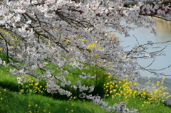 流川さくら並木道　（１）