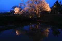 浅井の一本桜　（Ⅱ）