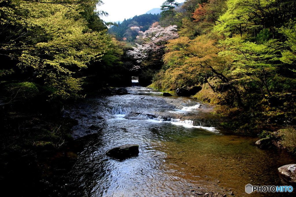 終焉の桜