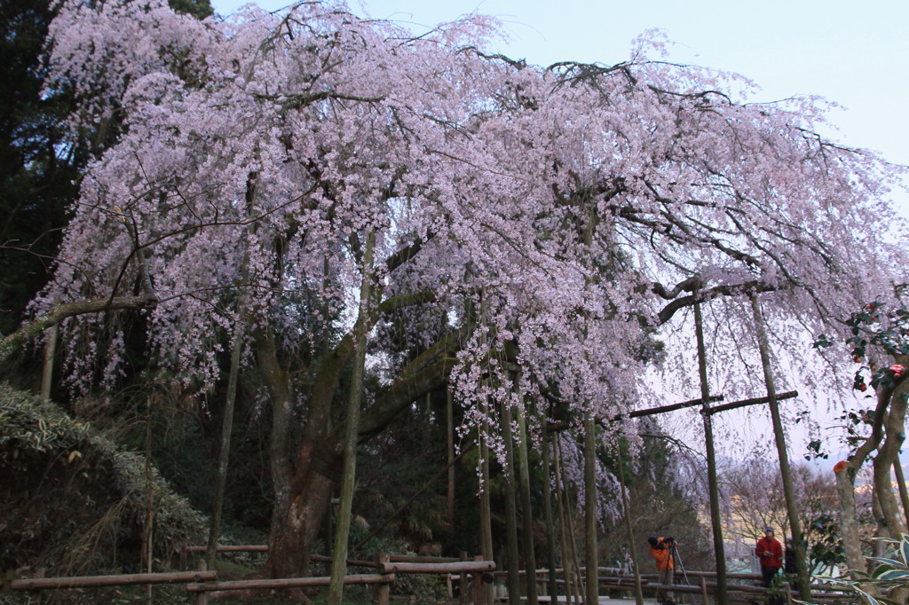 波佐見のシダレ桜
