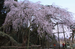 波佐見のシダレ桜