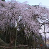 波佐見のシダレ桜