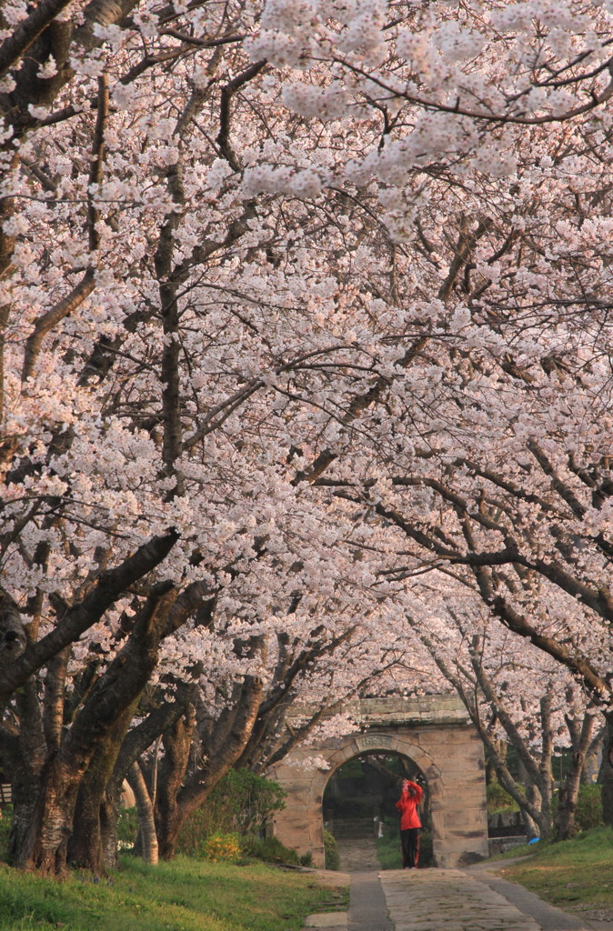 桜のトンネル