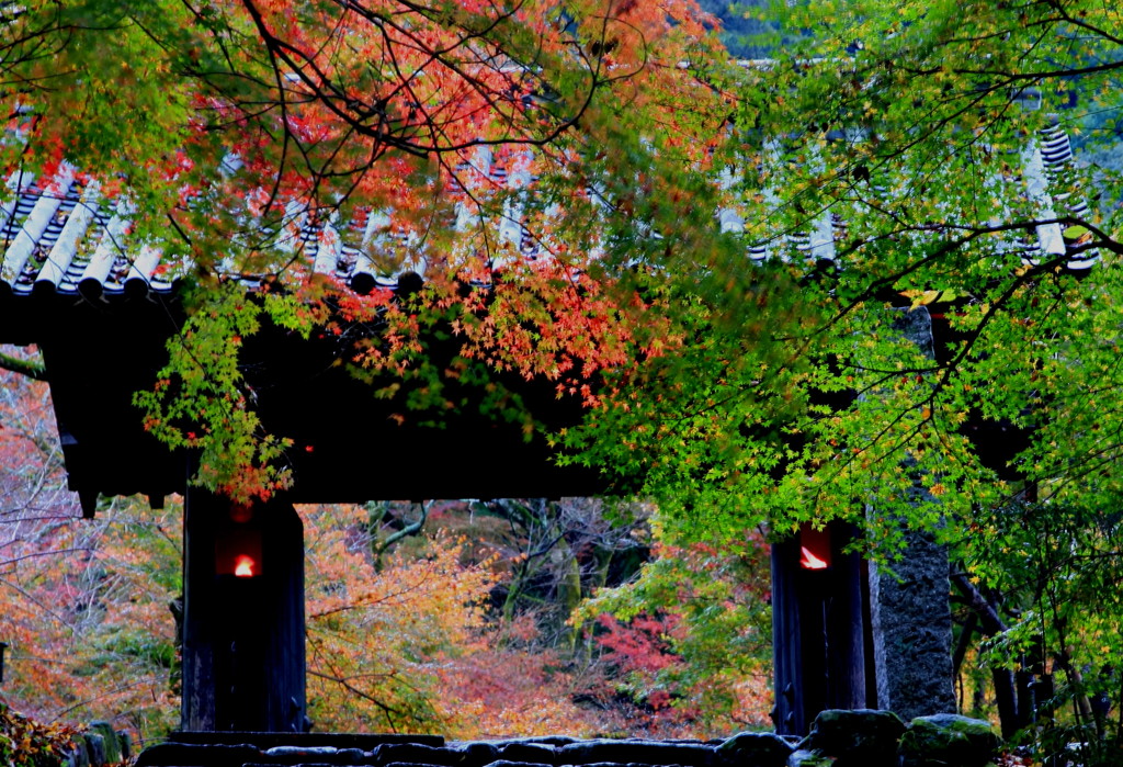 黒門　紅葉Ⅱ