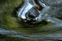 水辺の協奏
