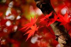 紅葉（２）