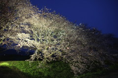 流川　夜桜
