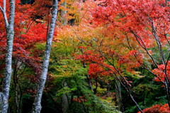 紅葉（４）