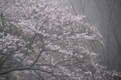 白い精　Ⅱ