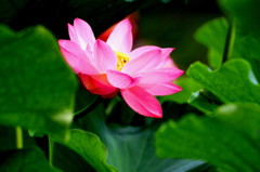 華麗