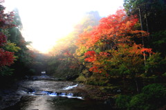 紅葉
