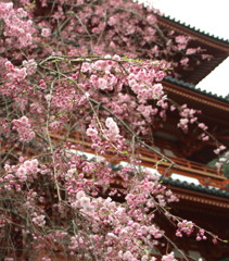清水山　枝垂れ桜