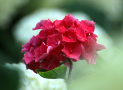 華麗