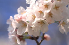 春うらら　Ⅱ