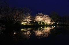 夜桜