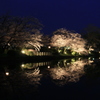 夜桜