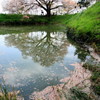 浅井の一本桜