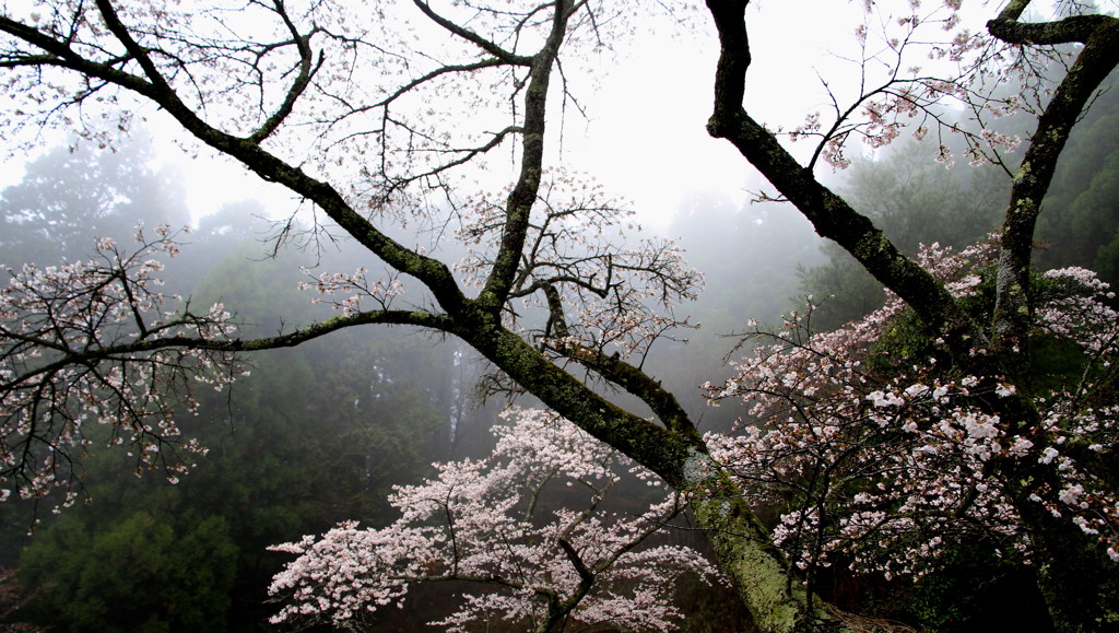 雨上り