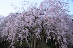 波佐見のシダレ桜　Ⅱ