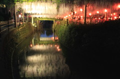 中山大藤