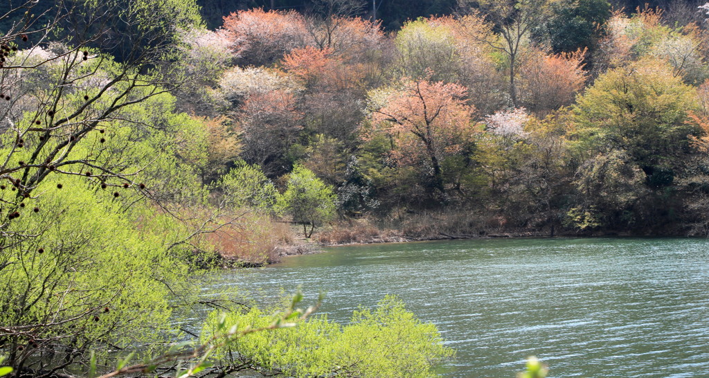 湖畔の桜