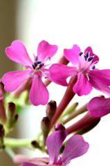春の花