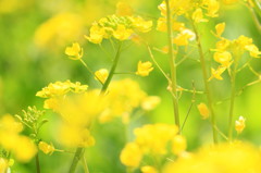 菜の花