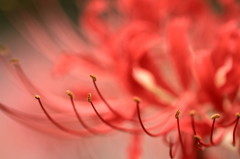 彼岸花（２）