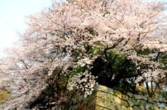 城跡＆桜