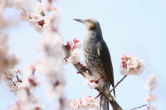 春を待ちわびて