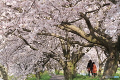 桜のトンネル