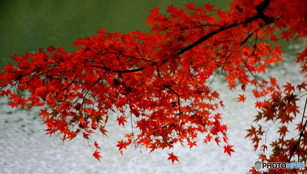 紅葉　Ⅴ