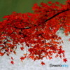 紅葉　Ⅴ