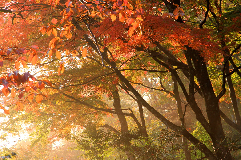 紅葉（３）