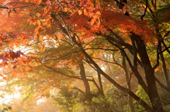 紅葉（３）