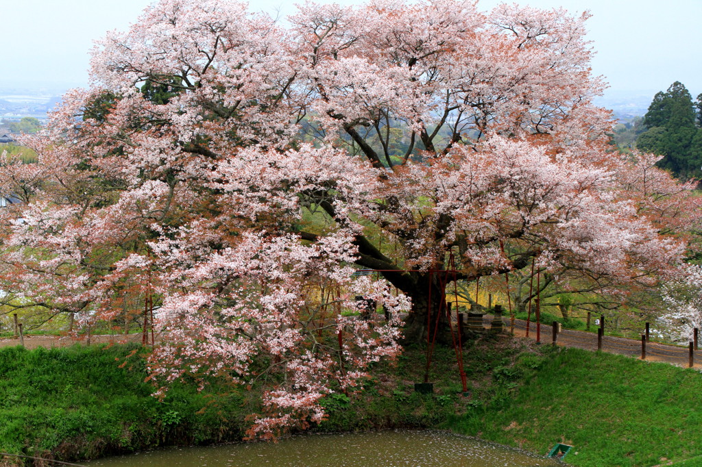 浅井の一本桜