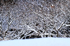 雪の森