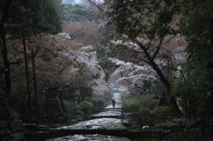 雨上り　Ⅱ