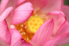 華麗