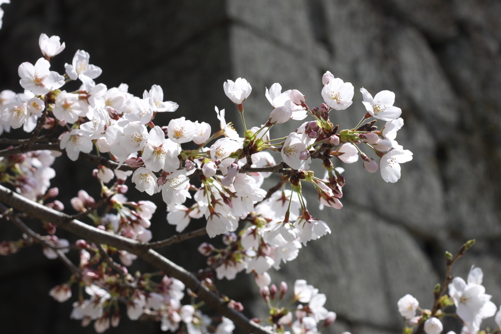 桜と石垣