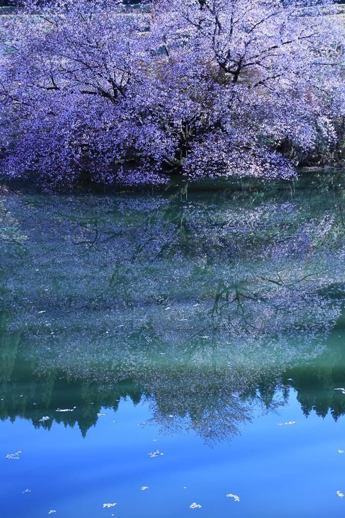 蒼いさくら