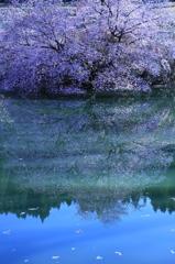 蒼いさくら