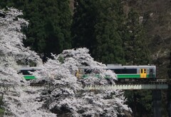 桜の復活只見線