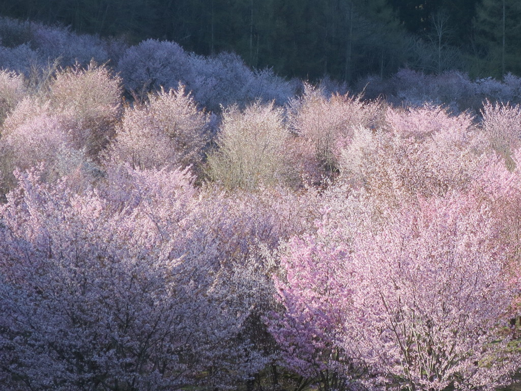 裏磐梯桜峠