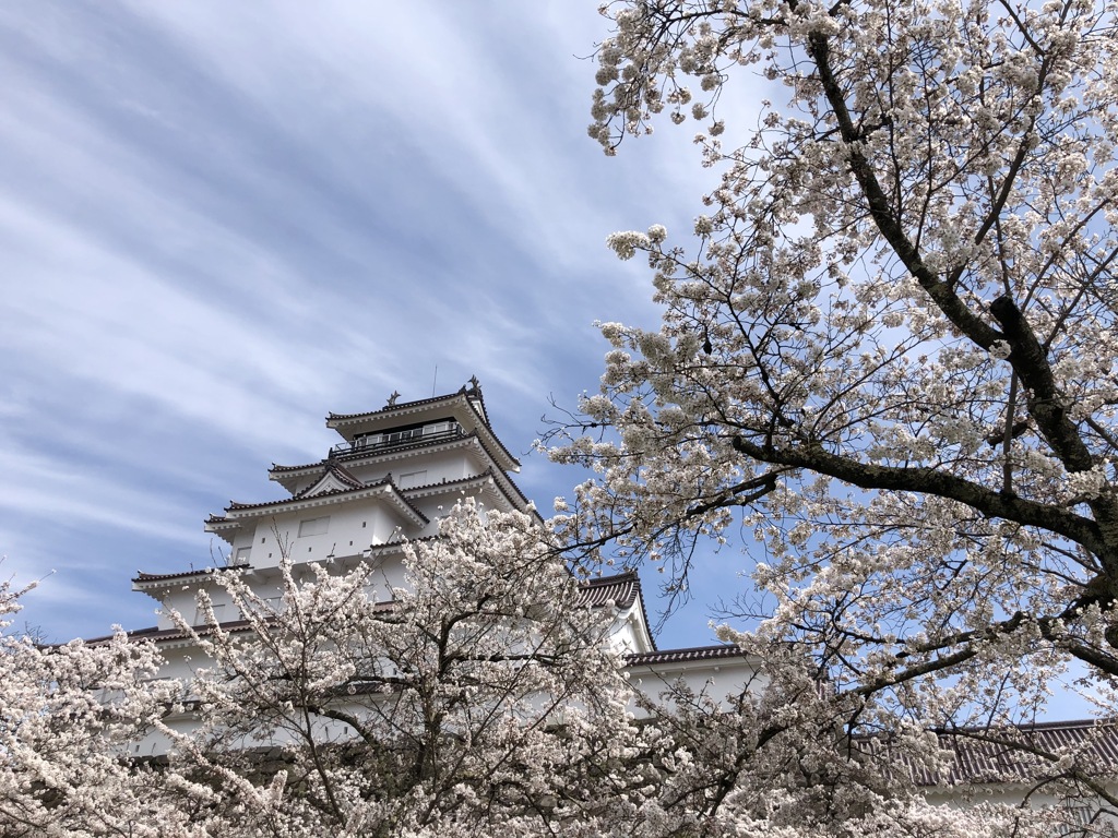 桜と城
