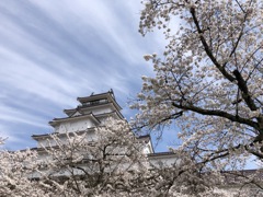 桜と城